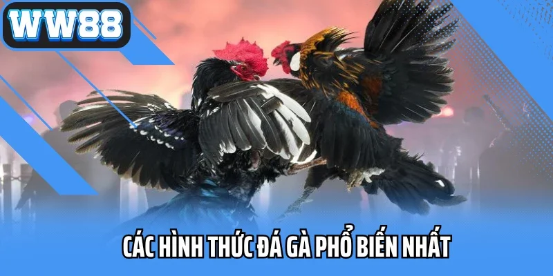 Các hình thức đá gà phổ biến nhất