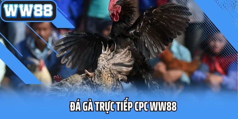 Đá Gà Trực Tiếp CPC WW88: Xem Siêu Nét, Cược Nhanh Trúng Lớn