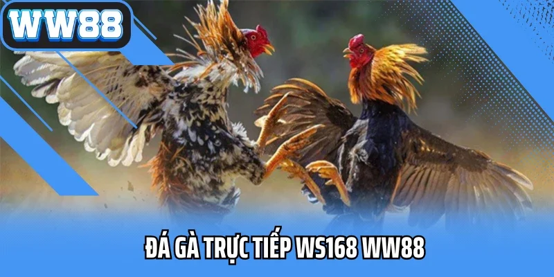 Đá Gà Trực Tiếp WS168 WW88 – Xem Cực Đã, Cược Cực Lời 