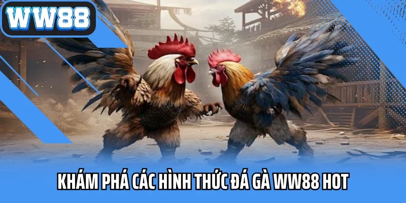 Khám phá các hình thức đá gà WW88 hot