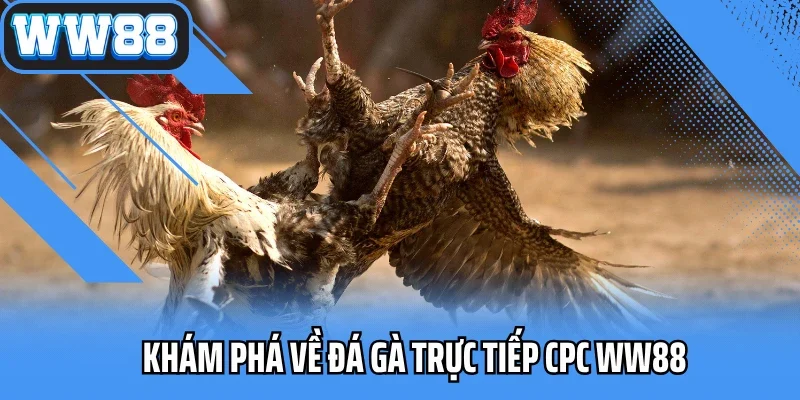 Khám phá về Đá gà trực tiếp CPC WW88
