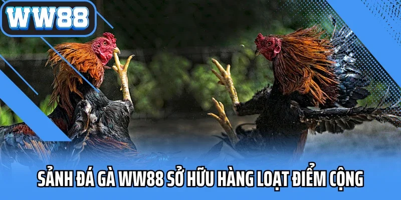 Sảnh đá gà WW88 sở hữu hàng loạt điểm cộng