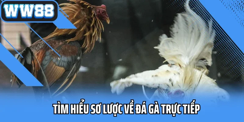 Tìm hiểu sơ lược về đá gà trực tiếp