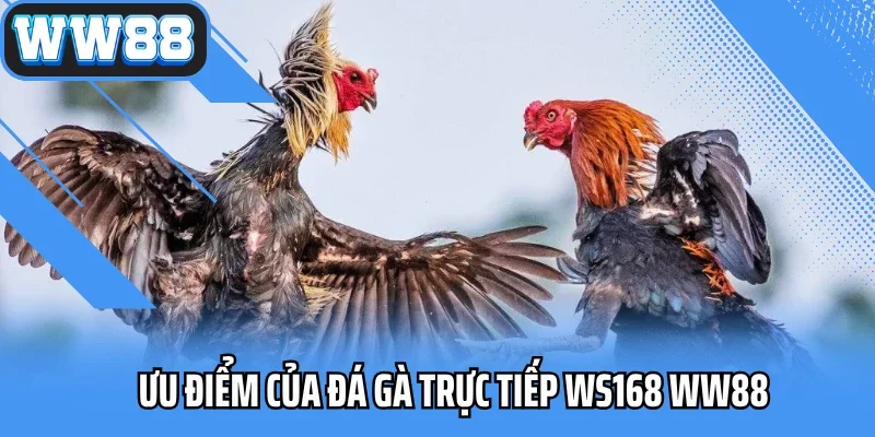 Ưu điểm của đá gà trực tiếp WS168 WW88