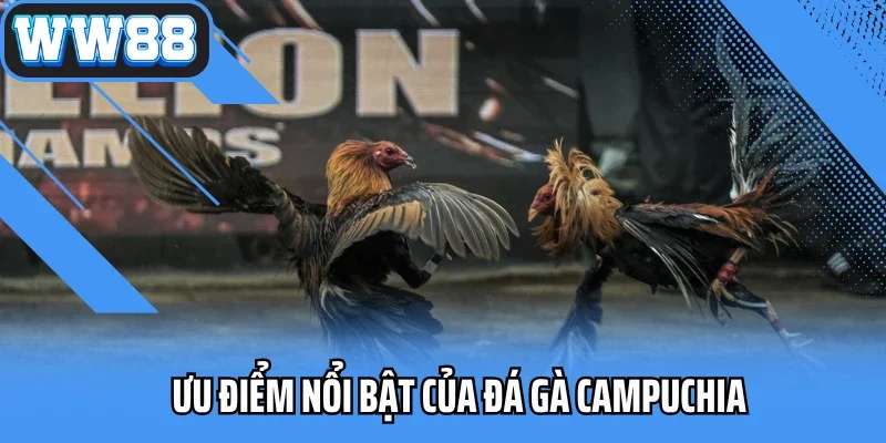 Ưu điểm nổi bật của đá gà Campuchia